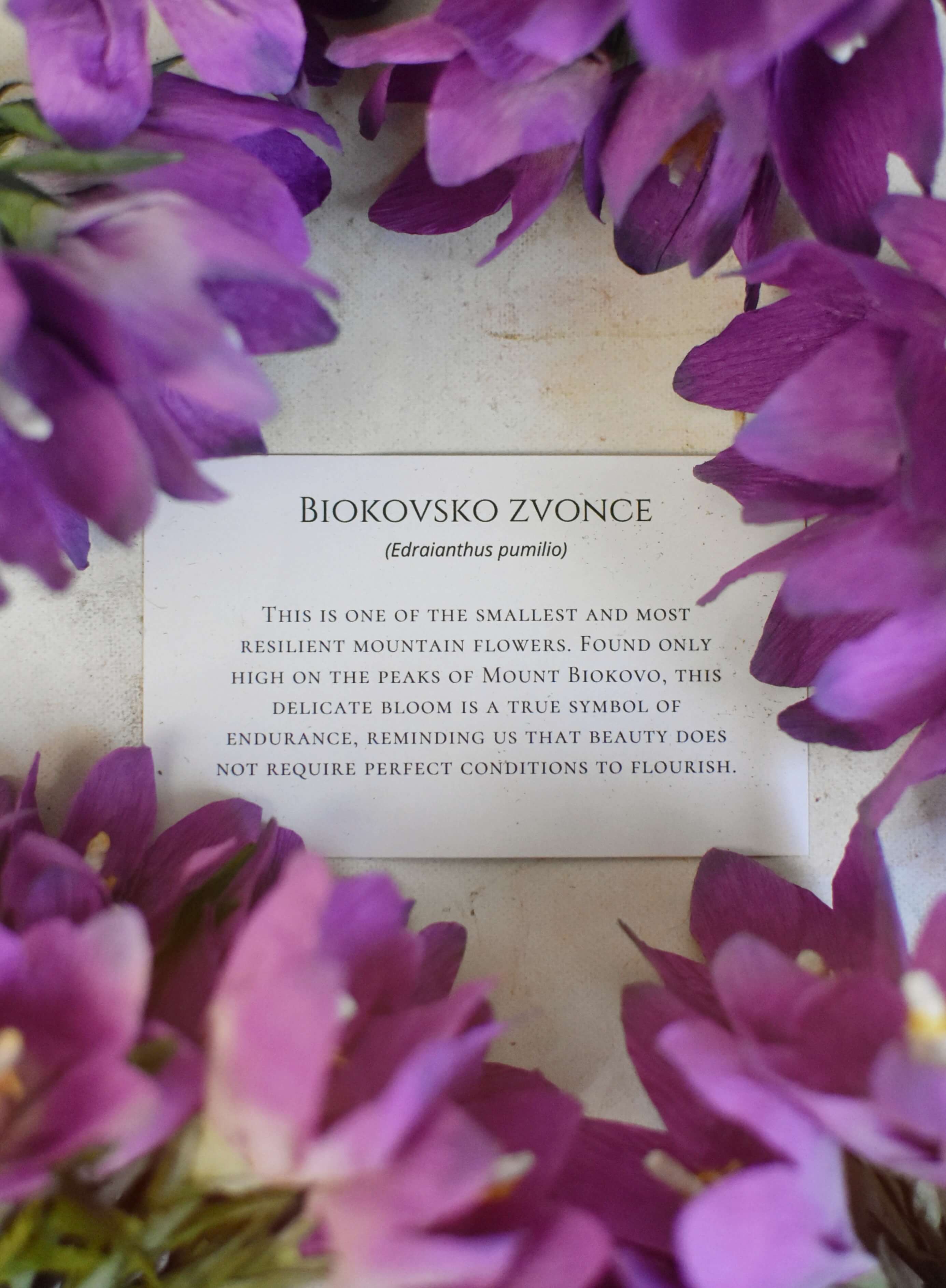 Letak — Biokovsko zvonce s pričom