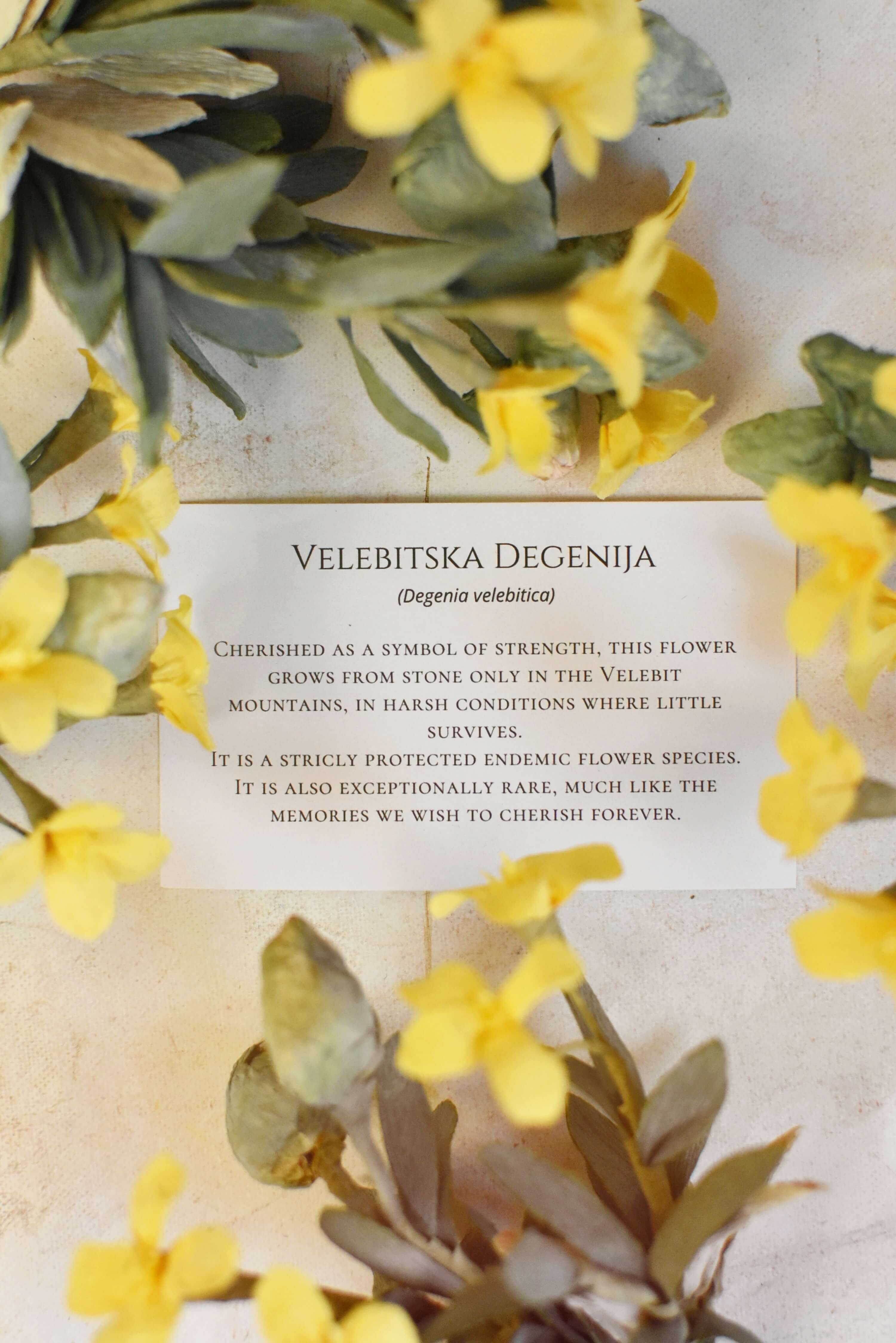 Letak — Velebitska degenija s pričom