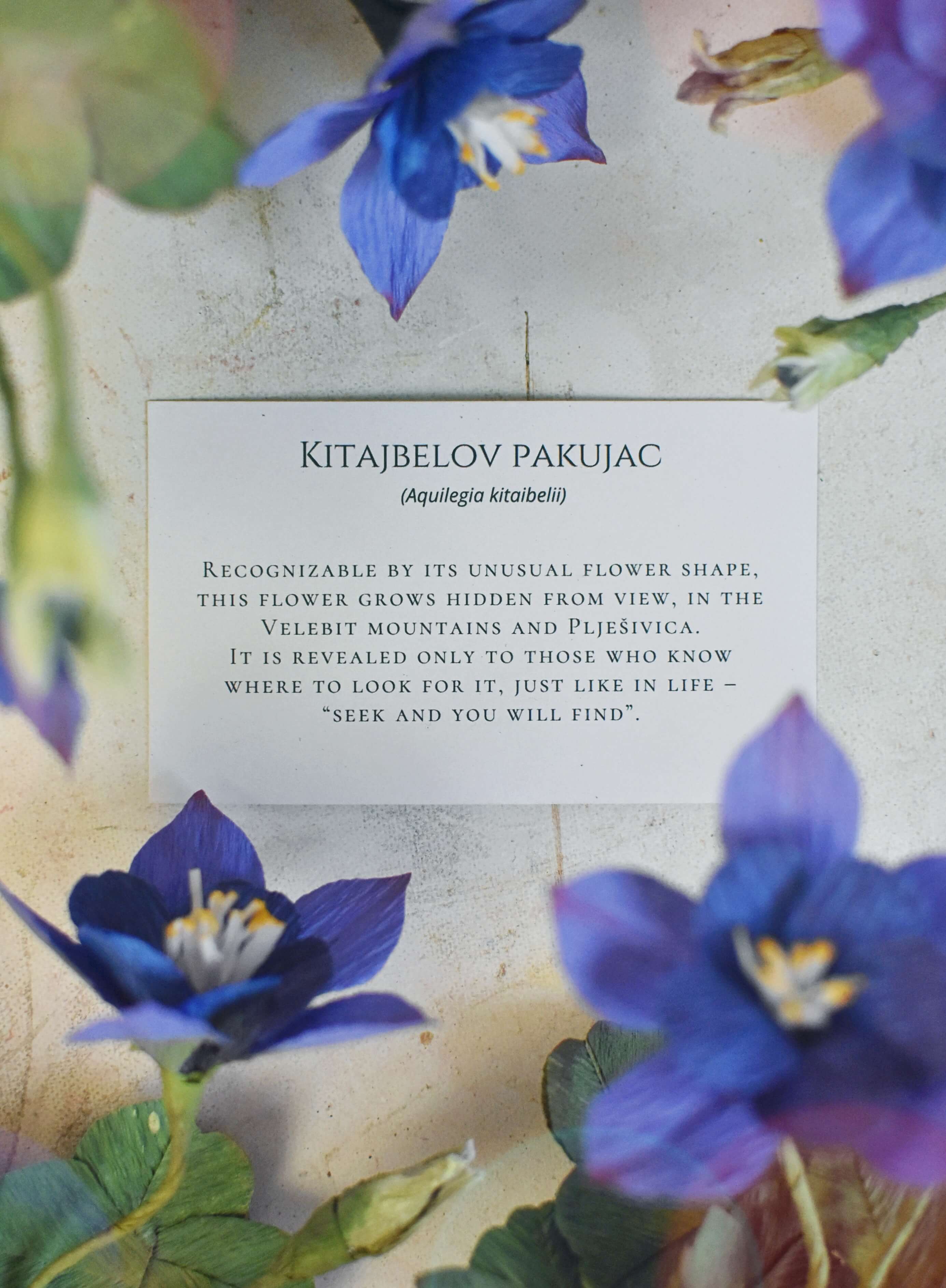 Letak — Kitajbelov pakujac s pričom